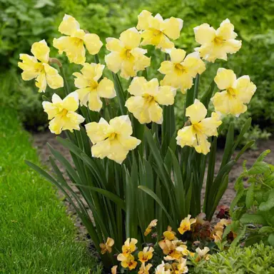 daffodils-cassata-5