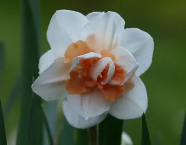 daffodils-christmas-valley-2