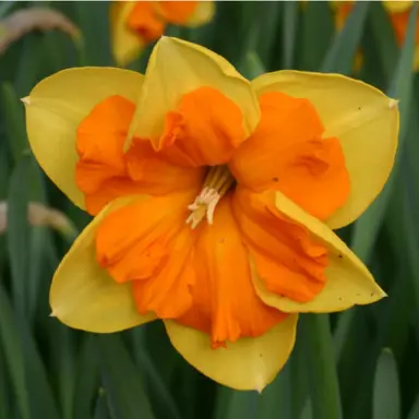 daffodils-congress-1