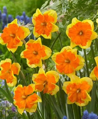 daffodils-congress-2