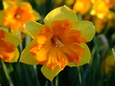 daffodils-congress-5