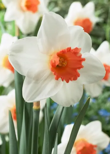 daffodils-cool-flame-1