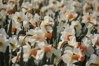 daffodils-cool-flame-3