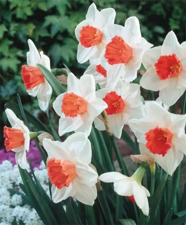 daffodils-cool-flame-5