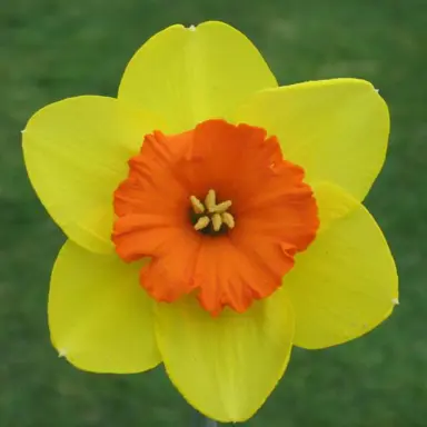 daffodils-corbiere-1