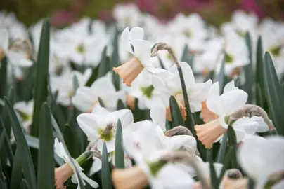 daffodils-cotinga-1