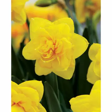 daffodils-double-power-1