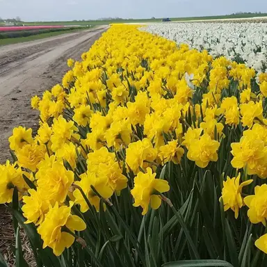 daffodils-double-power-2