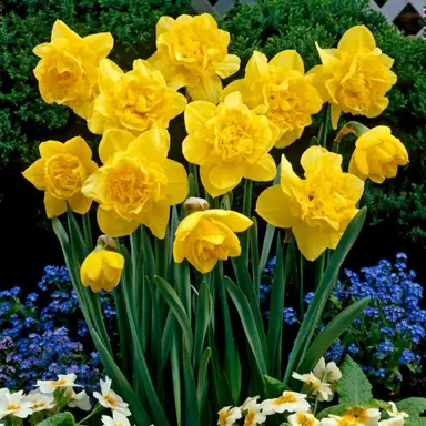 daffodils-early-orbit-1