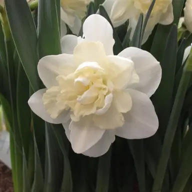 daffodils-easter-born-1