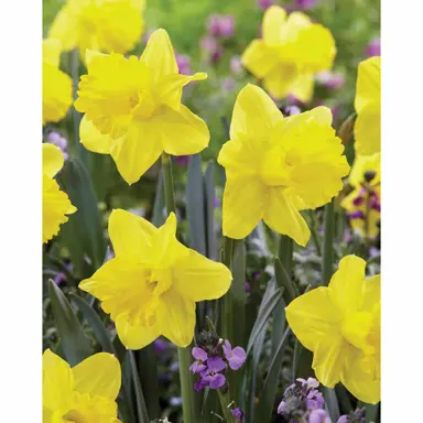 daffodils-exception-