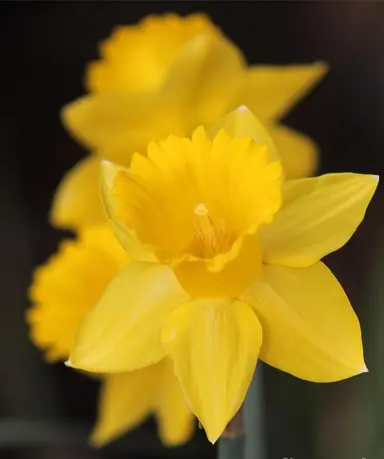 daffodils-exception-1