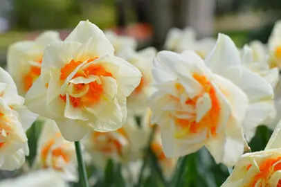 daffodils-flower-parade-2