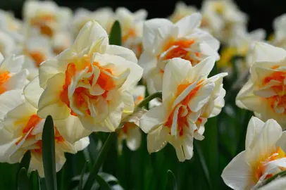 daffodils-flower-parade-5