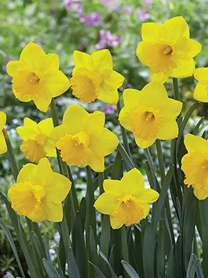 daffodils-fortitude-