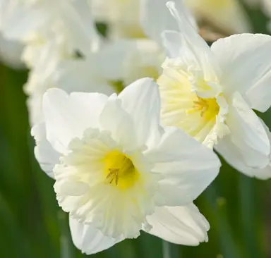 daffodils-ice-follies-1