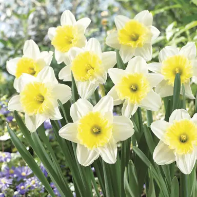 daffodils-ice-follies-2