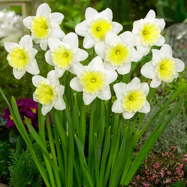 daffodils-ice-follies-5