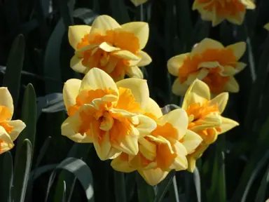 daffodils-jersey-star-1