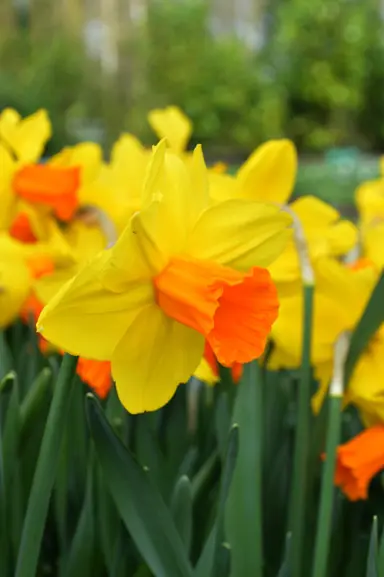 daffodils-jetfire-