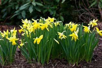 daffodils-little-gem-2