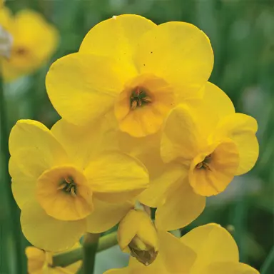 daffodils-little-gem-4