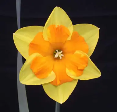 daffodils-menehay-1