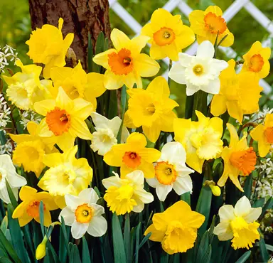 daffodils-mixed-1