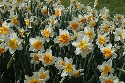 daffodils-orange-ice-follies-1