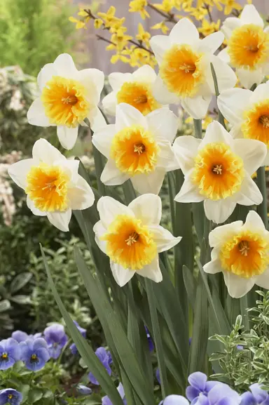 daffodils-orange-ice-follies-2