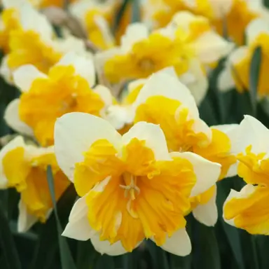 daffodils-orangery-1