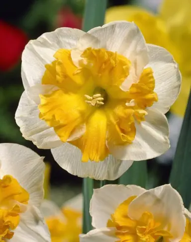 daffodils-orangery-4