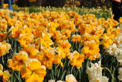 daffodils-orangery-5