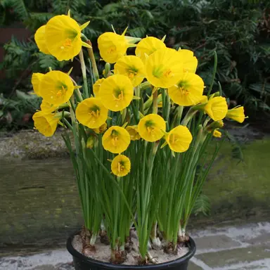 daffodils-oxford-gold-2