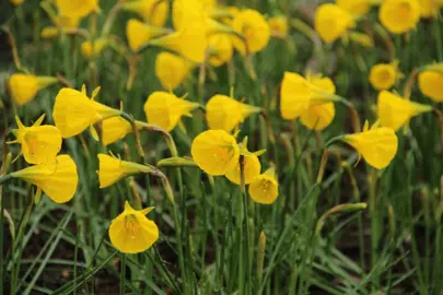 daffodils-oxford-gold-4