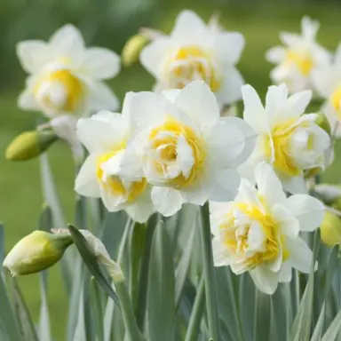 daffodils-pale-beauty-1