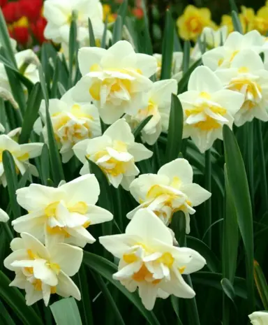 daffodils-pale-beauty-2