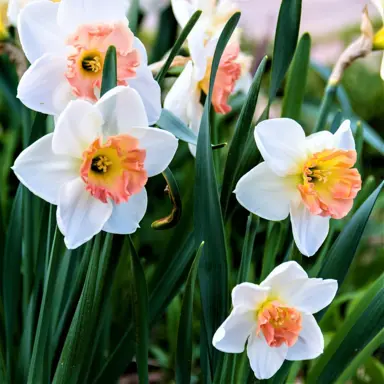 daffodils-precocious-7