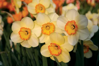 daffodils-ringtone-1