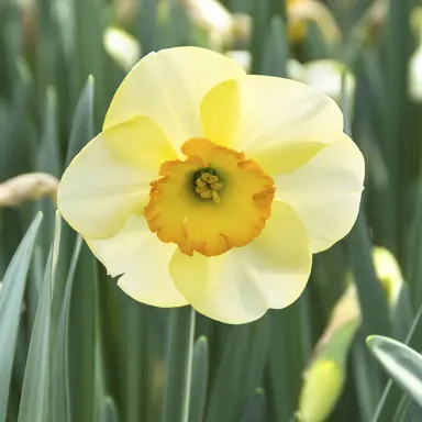 daffodils-ringtone-6