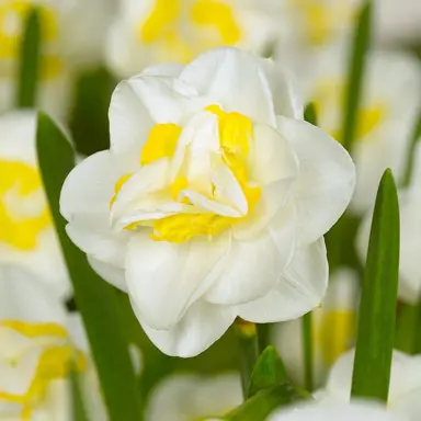 daffodils-salou-1