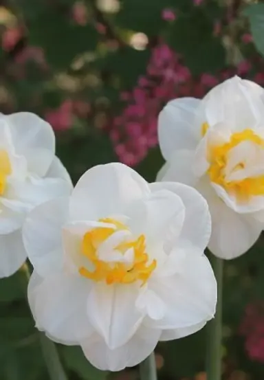 daffodils-salou-2