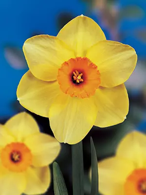 daffodils-stylish-