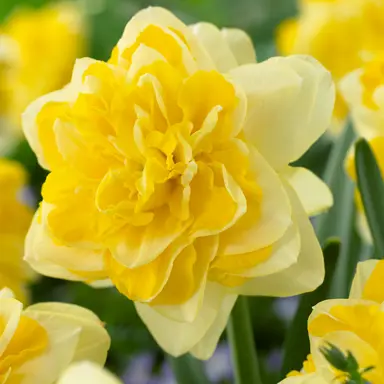 daffodils-sweet-pomponette-3