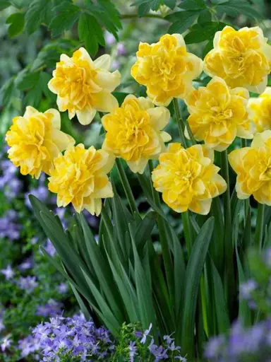 daffodils-sweet-pomponette-4