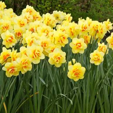 daffodils-tahiti-