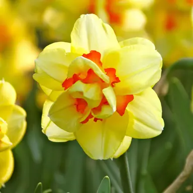 daffodils-tahiti-2