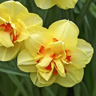 daffodils-tahiti-3