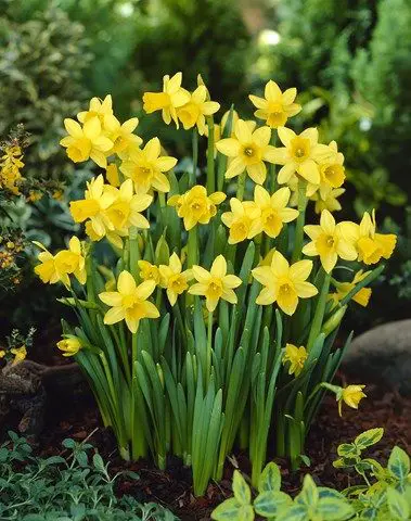 daffodils-tete-a-tete-