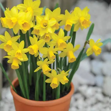 daffodils-tete-a-tete-1